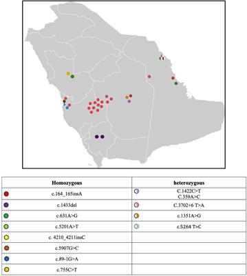 Clinical, Neurophysiological, Radiological, Pathological, and Genetic Features of Dysferlinopathy in Saudi Arabia